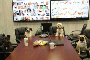 office dogs