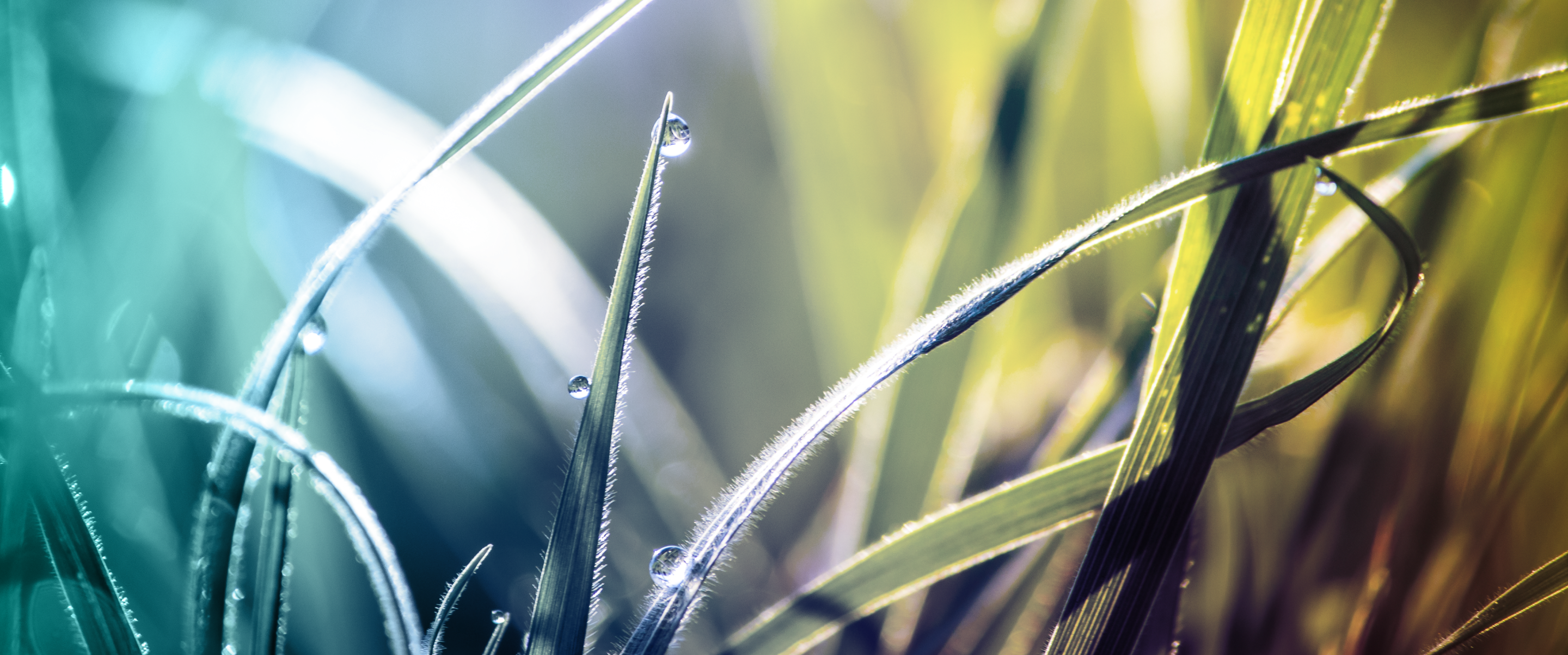 hero_close-up-of-wet-grass