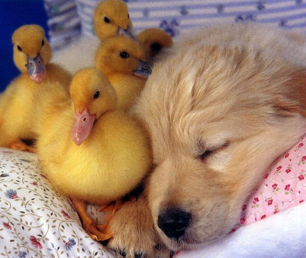 Puppy_Duckling